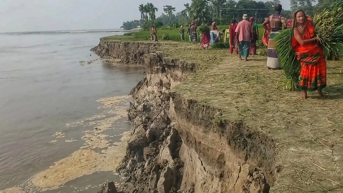 ব্রহ্মপুত্রের ভাঙনে কাঁচা ধান কাটতে হচ্ছে কৃষকদের