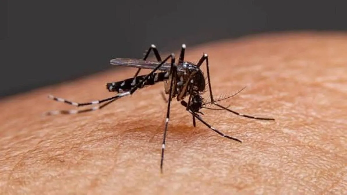 2 More Die of Dengue in 24 Hours