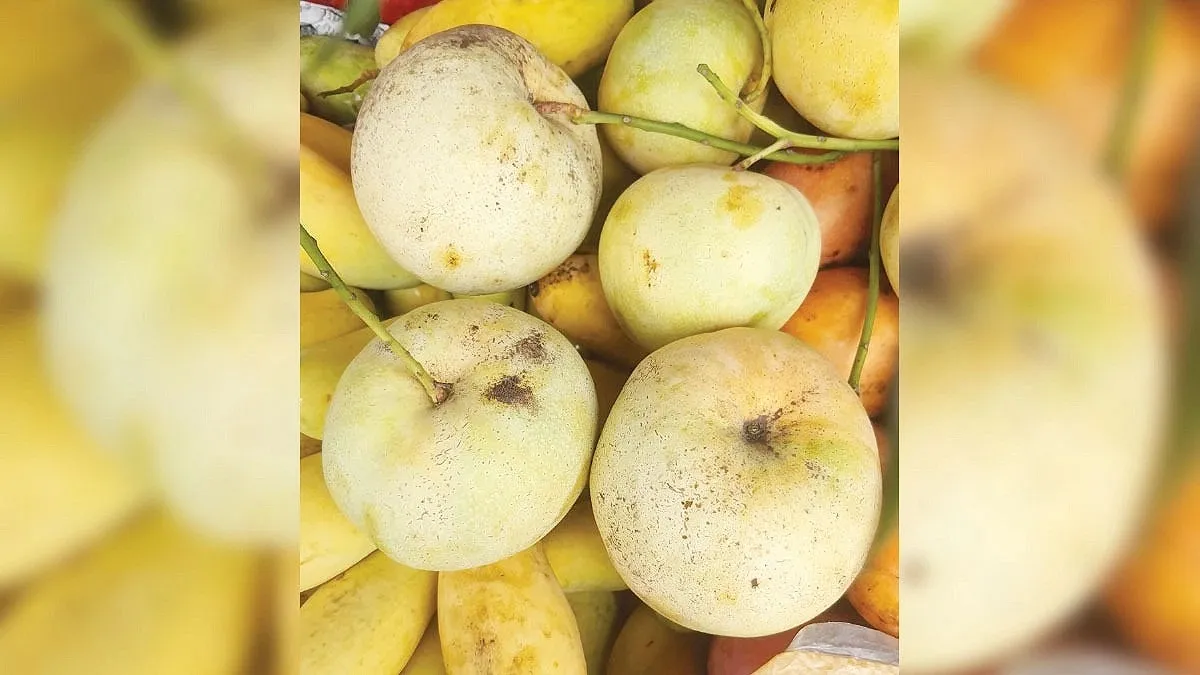 ‘Jambura Mango’