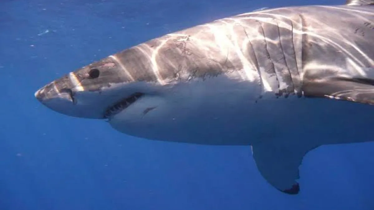 Sharks Do Math, Love Jazz, and Have Belly Buttons