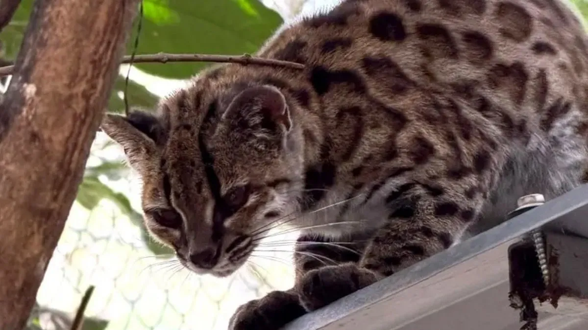 New species of spotted wild cat discovered in Bolivia’s forests