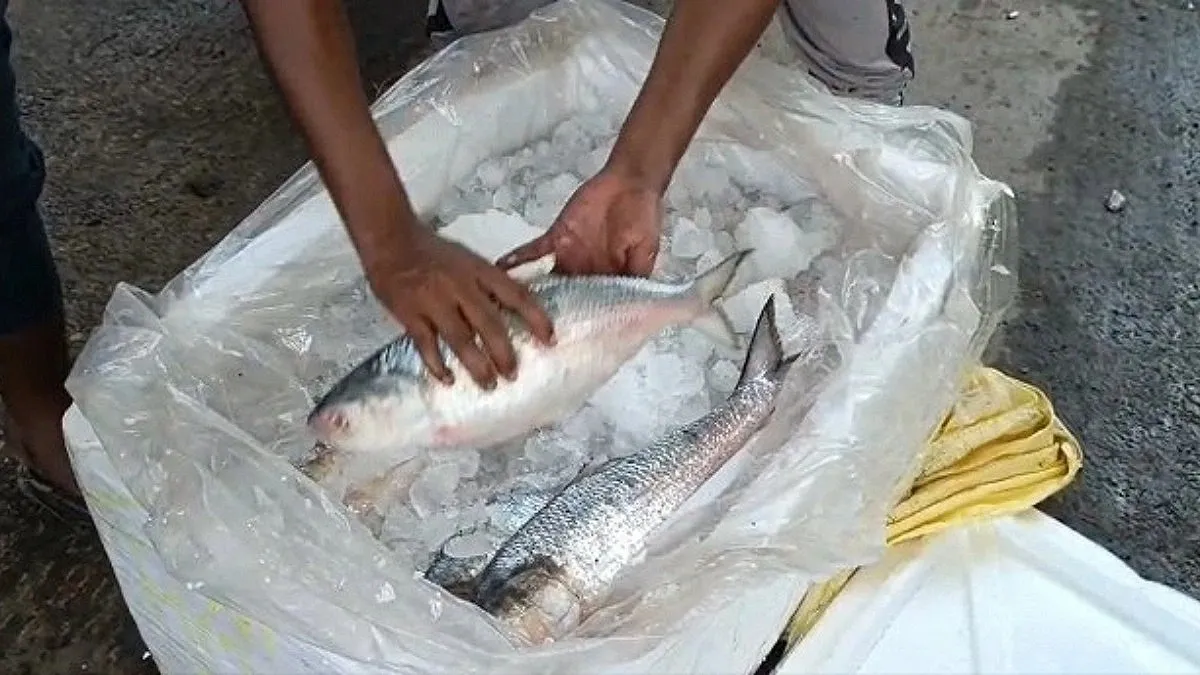 Hilsa imports from India halted through Benapole
