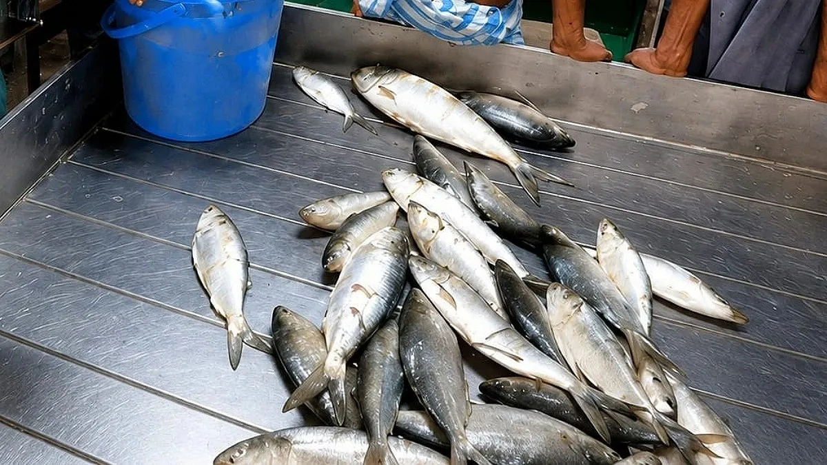 Shortage of hilsa even during peak season