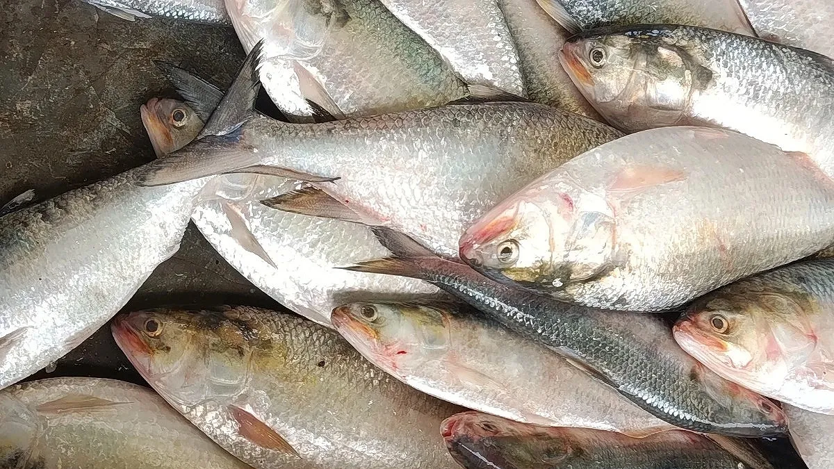 Hilsa floods fishermen’s nets in Char Fasson