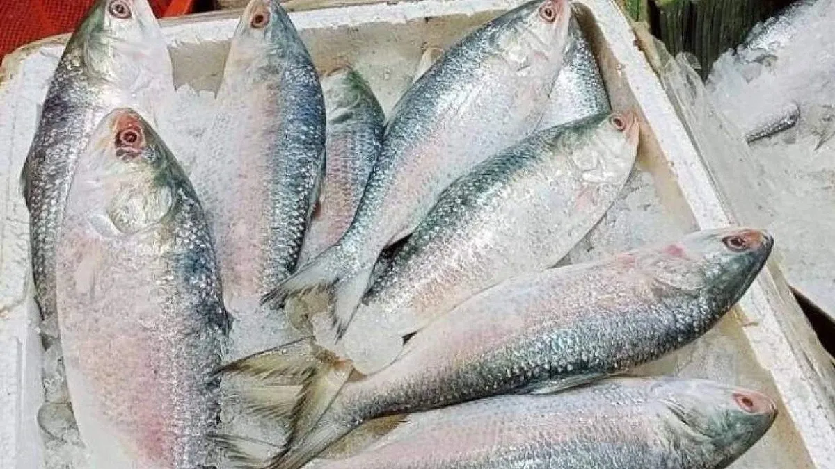 350,000 kg of Indian hilsa imported through Benapole in two months