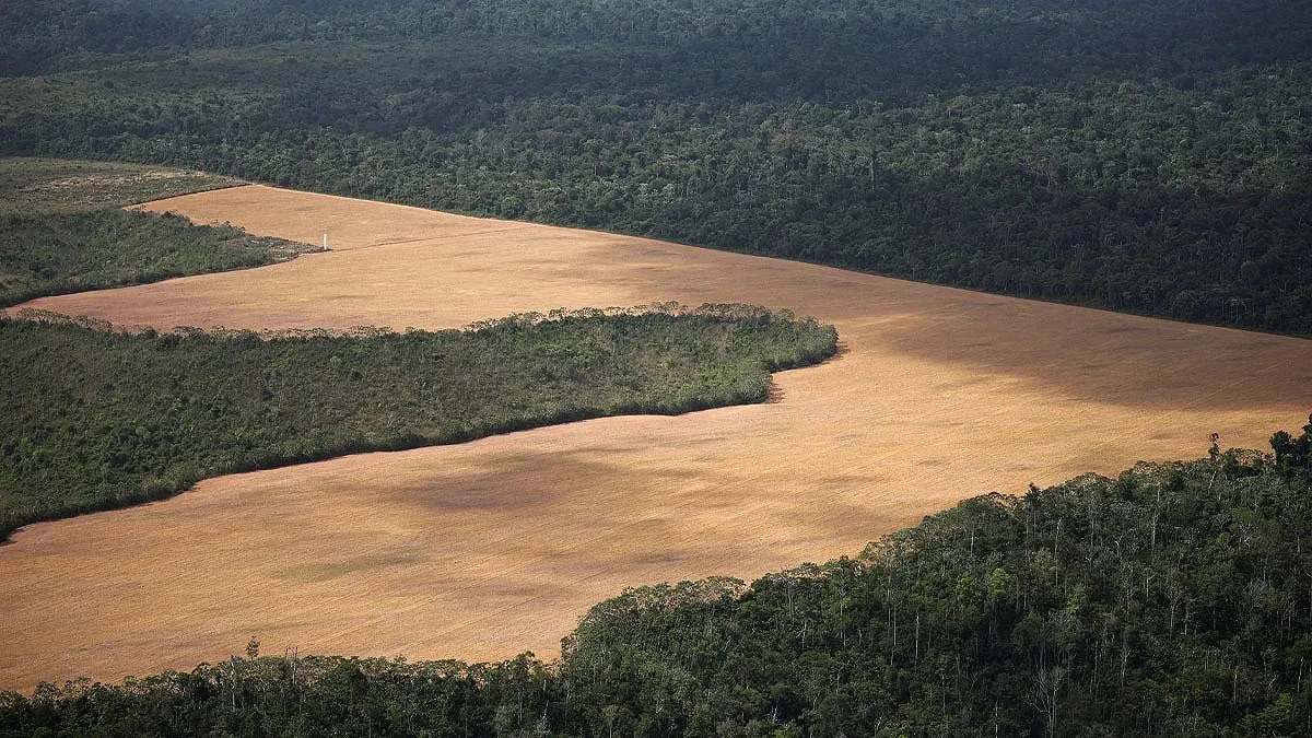 Deforestation in The Amazon Falls to a Record Low: Will Lula benefit?