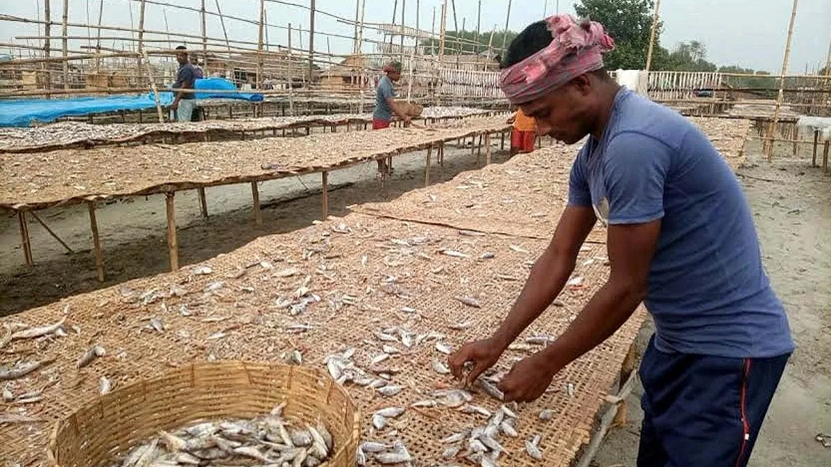 Dry Fish Season Begins: Burden of debt on their heads and fear of pirates