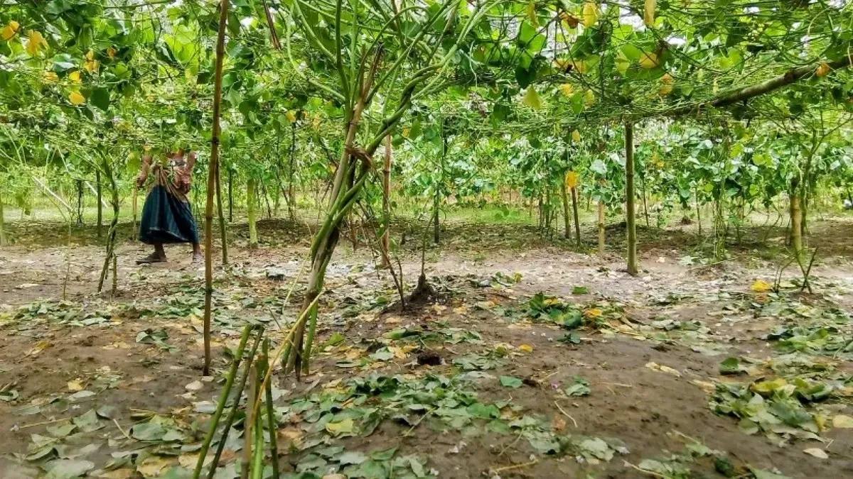 Miscreants cut down 600 bean plants belonging to farmer in Dinajpur